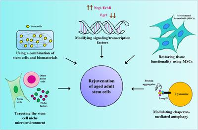 Editorial: Rejuvenation of aging adult stem cells to improve their regenerative potential